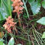 Orobanche flava Flower