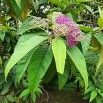 Callicarpa pedunculata Leaf