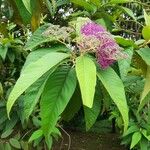 Callicarpa pedunculata 叶