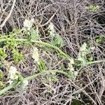Marah fabacea Habit