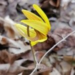 Erythronium americanumBlomst