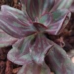 Echeveria nodulosa Кветка