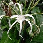 Hymenocallis tubiflora Квітка