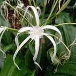 Hymenocallis tubiflora Flower