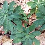 Euphorbia amygdaloides Plante entière