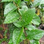 Duranta erecta Feuille