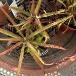 Drosera adelae Hoja