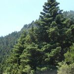 Abies cephalonica ശീലം