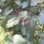 Alnus orientalis Leaf