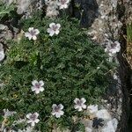 Erodium cheilanthifolium Hábito