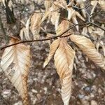 Fagus grandifoliaLeaf