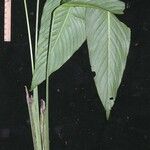 Spathiphyllum phryniifolium Inny