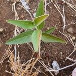 Maerua angolensis Leaf