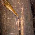 Brosimum acutifolium Corteza