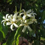 Saba senegalensis Virág