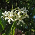 Saba senegalensis Flower