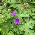 Geranium pyrenaicum花