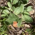 Erigeron pulchellus 葉