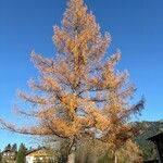 Larix decidua 整株植物