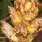 Orobanche alba Flower