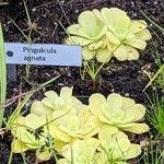 Pinguicula agnata Агульны выгляд