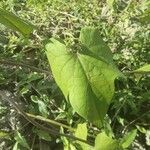 Ipomoea hederifolia Blad