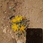 Centaurea acaulis Blüte