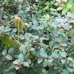 Osmanthus delavayi Levél
