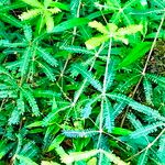 Biophytum aeschynomenifolia Hoja