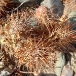 Tephrocactus weberi 树皮