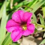 Calibrachoa linoides Flor