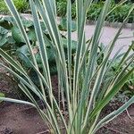 Phormium tenax Natur