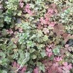 Erodium corsicum Yaprak