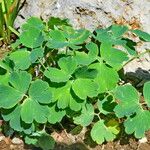 Aquilegia flabellata Blad