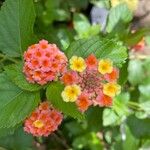 Lantana camaraЦвят