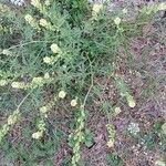 Reseda lutea موطن