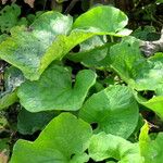 Chrysogonum virginianum Leaf