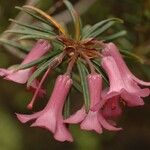 Rhododendron abietifolium Flower