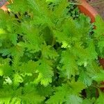 Chrysanthemum indicum 葉