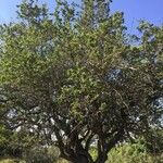 Strychnos madagascariensis Habit