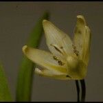 Fritillaria liliacea Άλλα