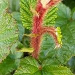 Rubus tricolor Bark