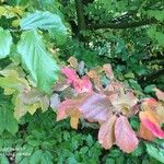 Parrotia subaequalis Hoja