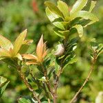 Quercus salicifolia Hábito