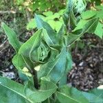 Solidago rigida Folla