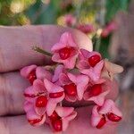 Euonymus hamiltonianusFroito