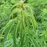 Datisca cannabina Lehti