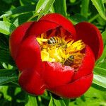 Paeonia peregrina Λουλούδι