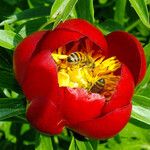 Paeonia peregrina Flower