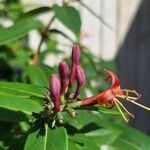 Lonicera acuminata Цветок